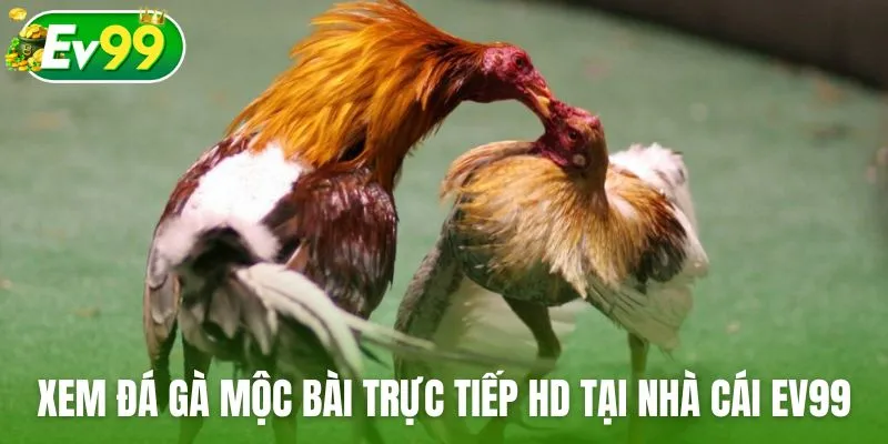 Xem đá gà Mộc Bài trực tiếp HD tại nhà cái Ev99